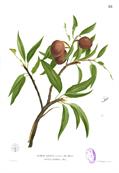 Manilkara zapota